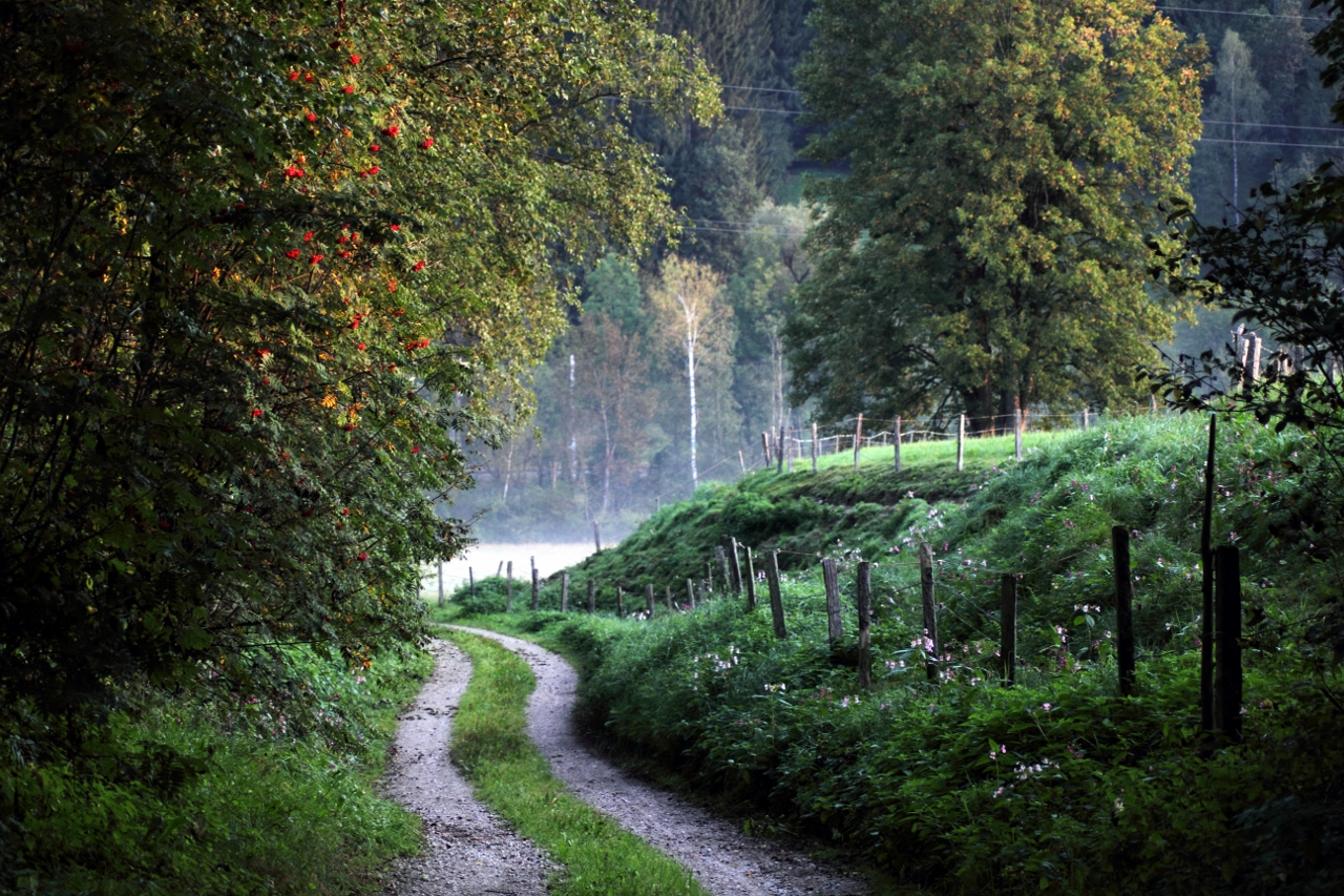 Deutscher Wald. 