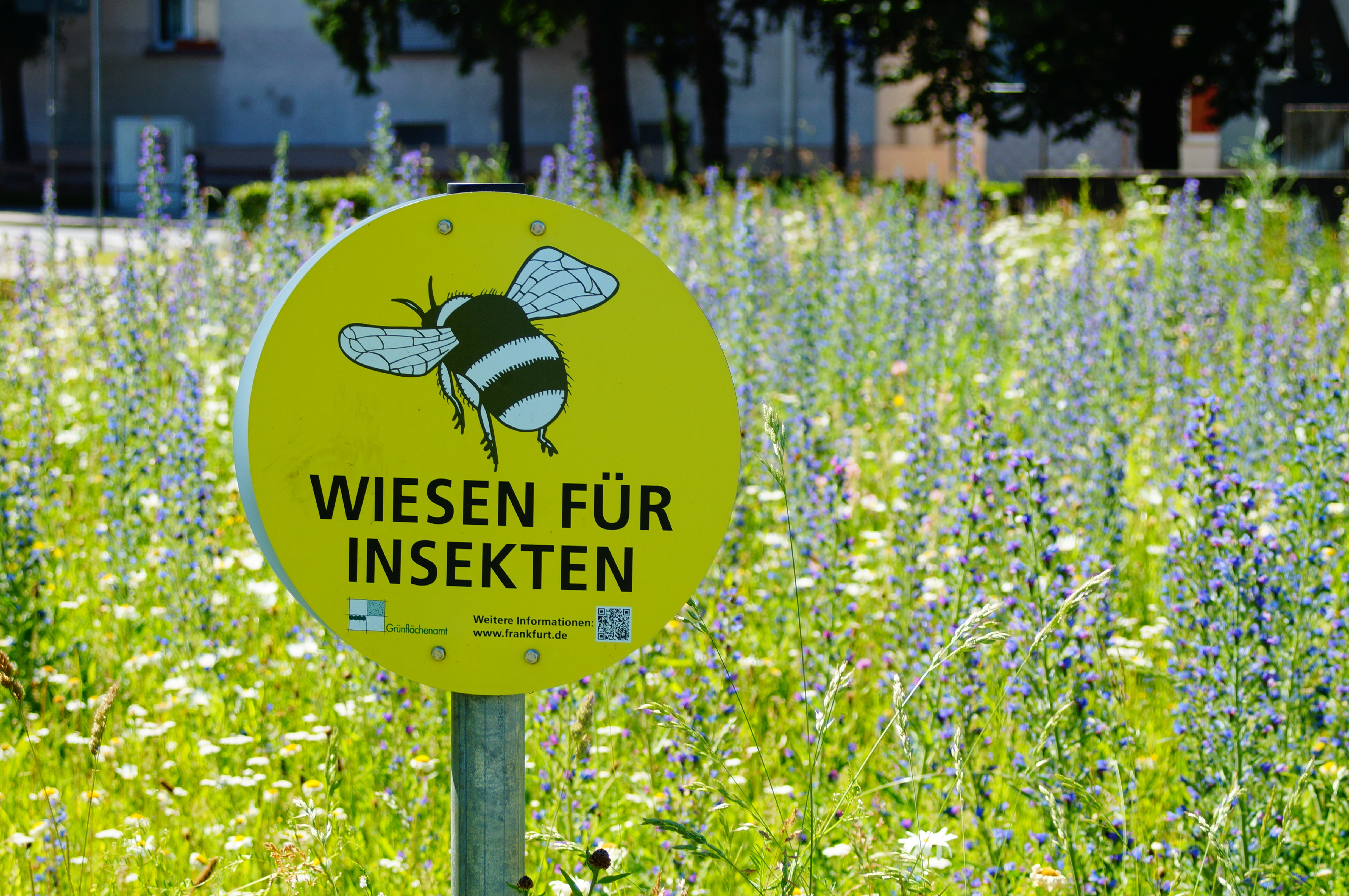 Neben einer Blühwiese steht ein Schild mit der Aufschrift: „Wiesen für Insekten“ 